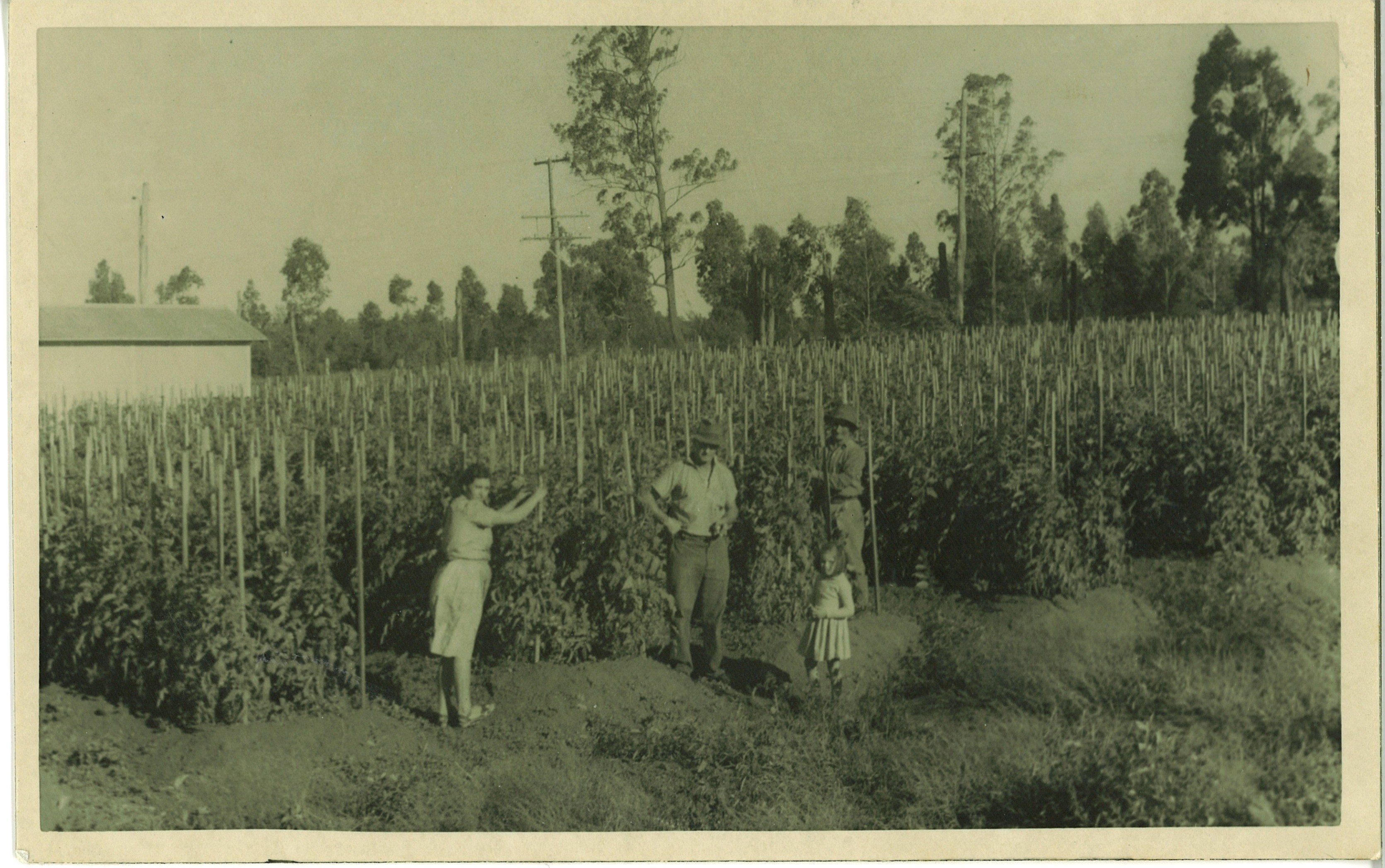 Tomato Farm, Austral, circa 1940
