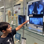 Boy pointing to x-ray in museum exhibition