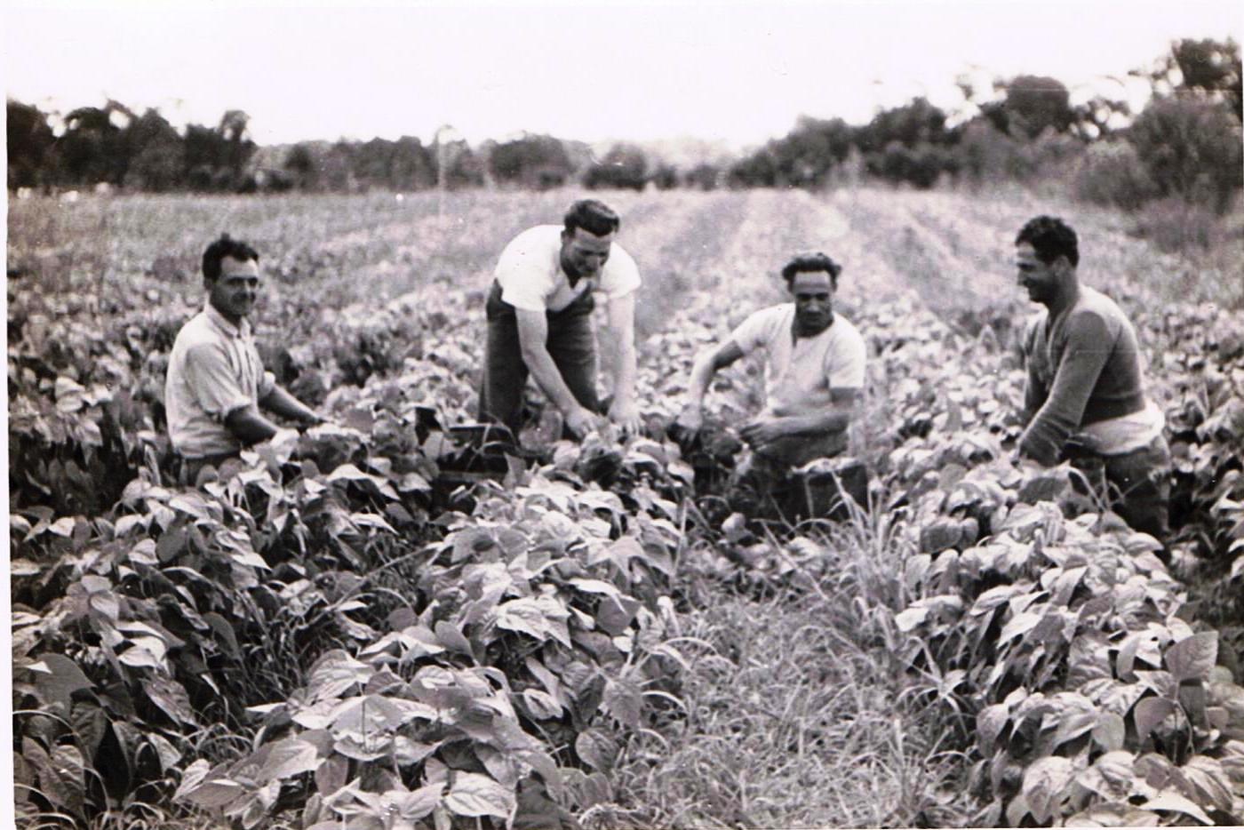 Worker's in a kitchen garden field, Rossmore, circa 1960