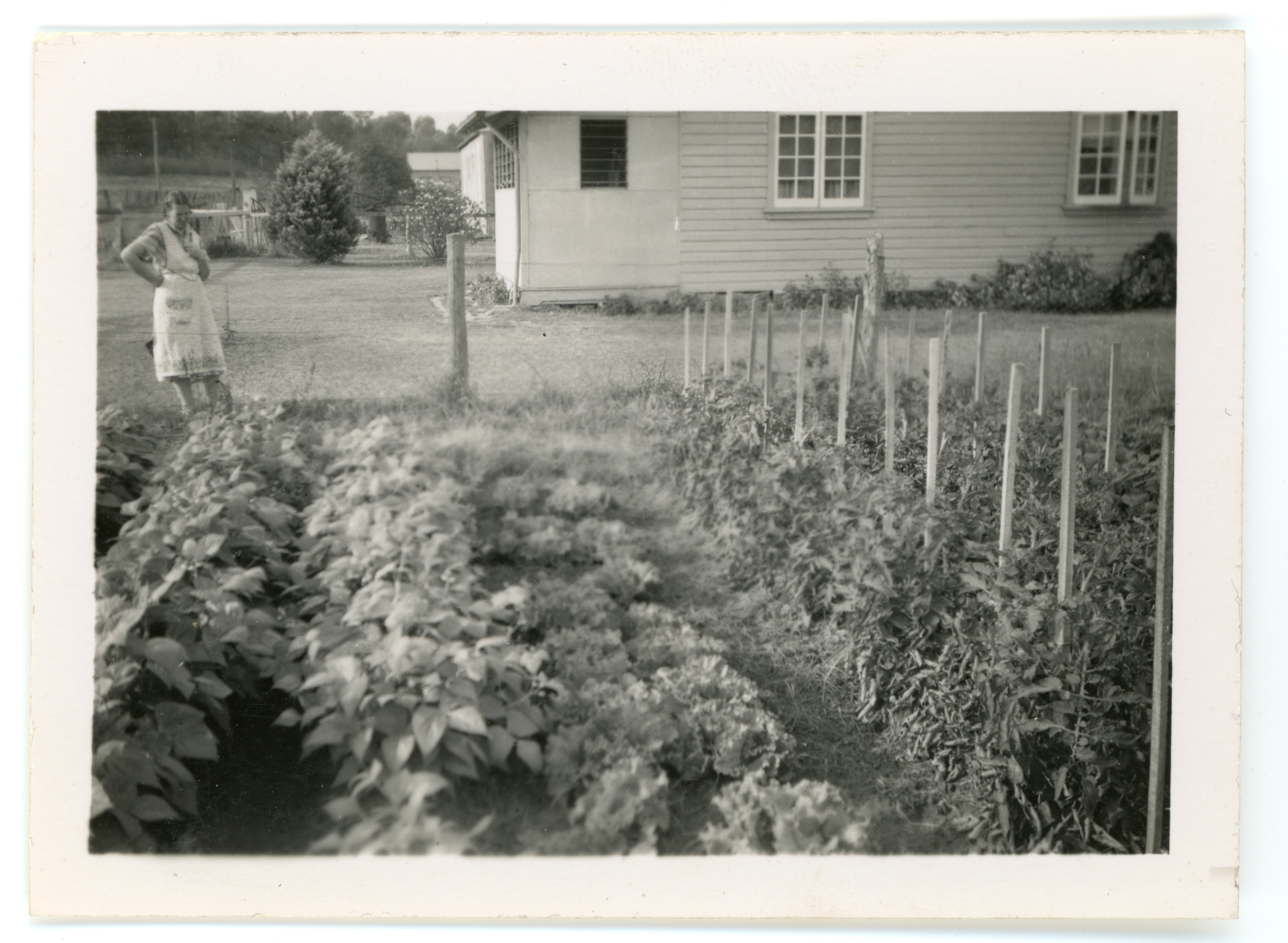 Vegetable patch in the backyard of 21 West Street