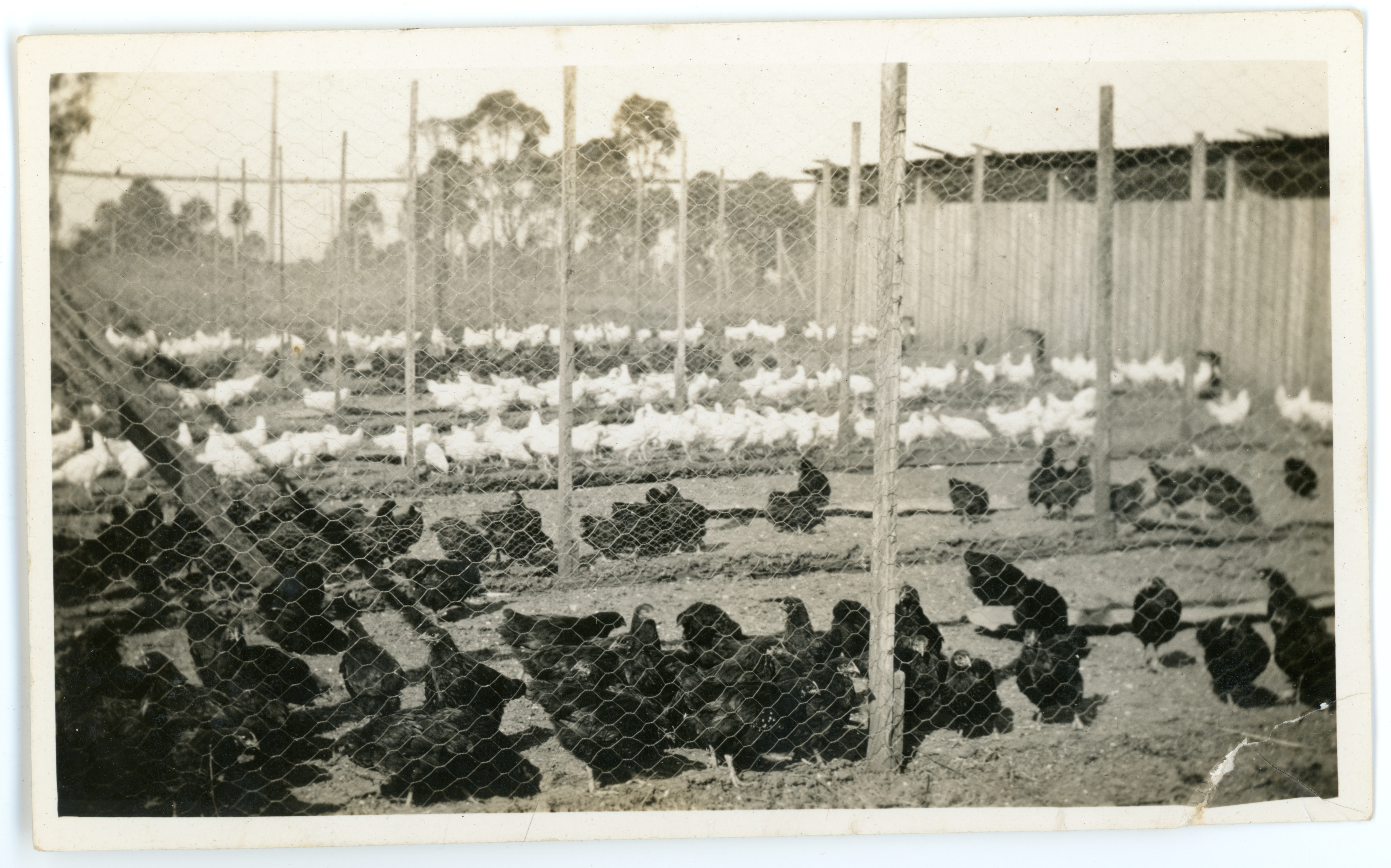 Clarence William Philips’s poultry farm at Lurnea,  circa 1936.