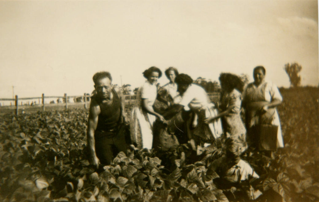The Amalfi family in their market garden picking runner beans, circa 1950s